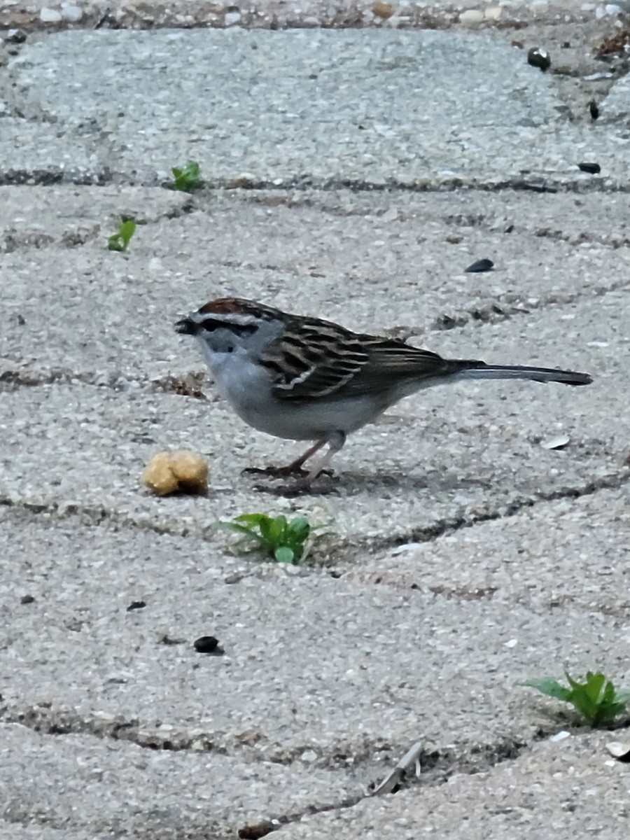 Chipping Sparrow - ML618547104
