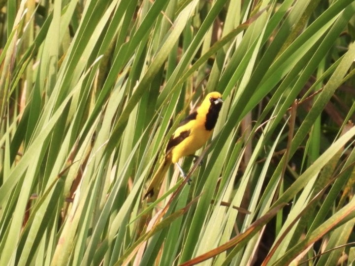 Yellow-tailed Oriole - ML618547167