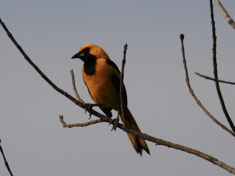 Yellow-tailed Oriole - ML618547168