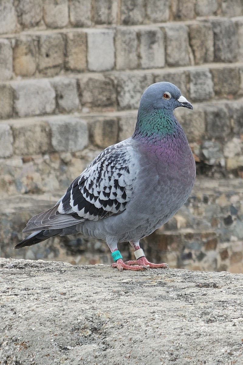Rock Pigeon (Feral Pigeon) - ML618547253