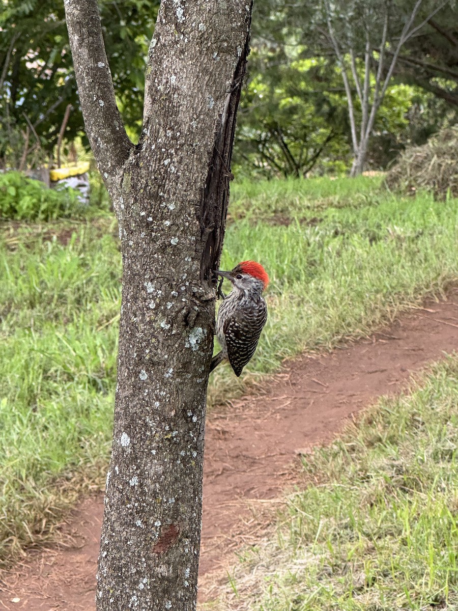 Cardinal Woodpecker - ML618547269