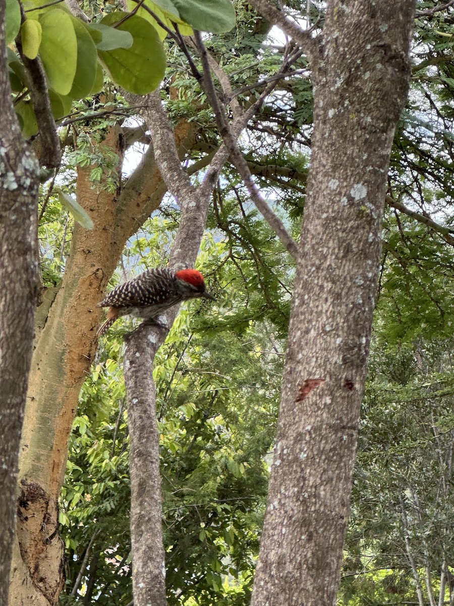 Cardinal Woodpecker - ML618547274