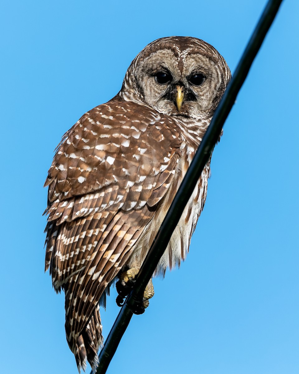 Barred Owl - ML618547277