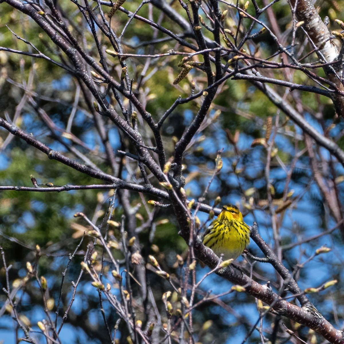 Cape May Warbler - ML618547285