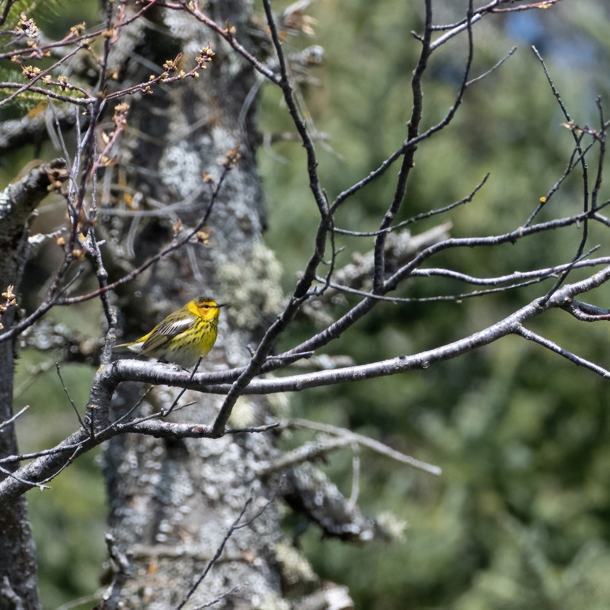 Cape May Warbler - ML618547286