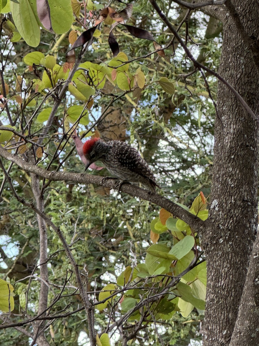 Cardinal Woodpecker - ML618547287