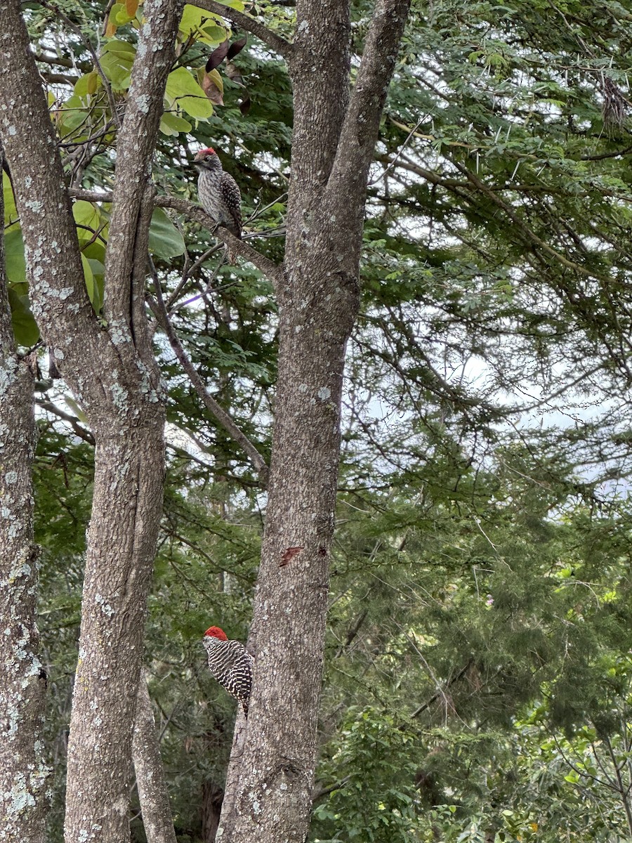 Cardinal Woodpecker - ML618547299