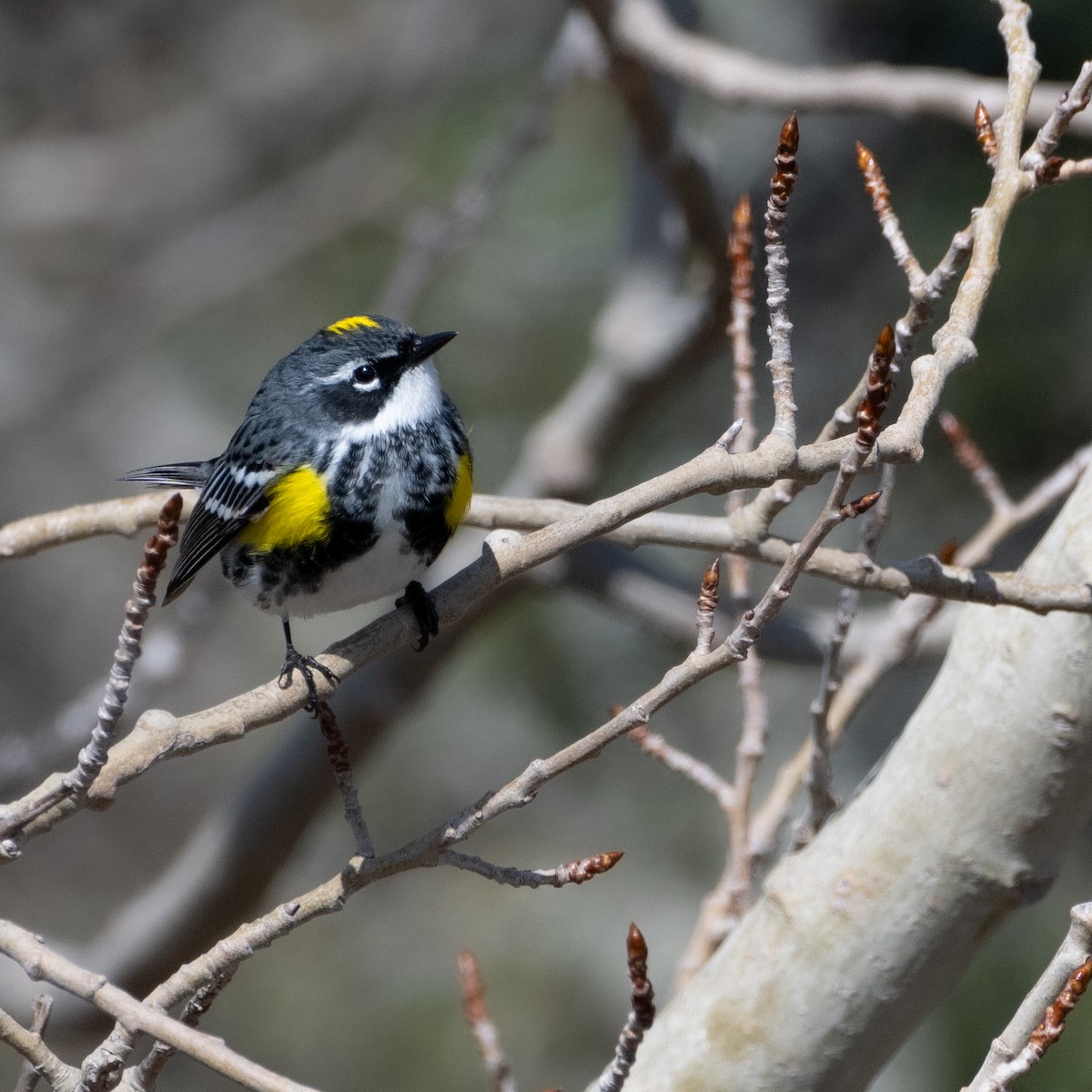 Yellow-rumped Warbler - Christine Pelletier et (Claude St-Pierre , photos)