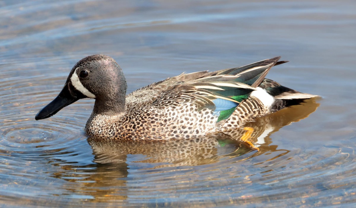Blue-winged Teal - ML618547330