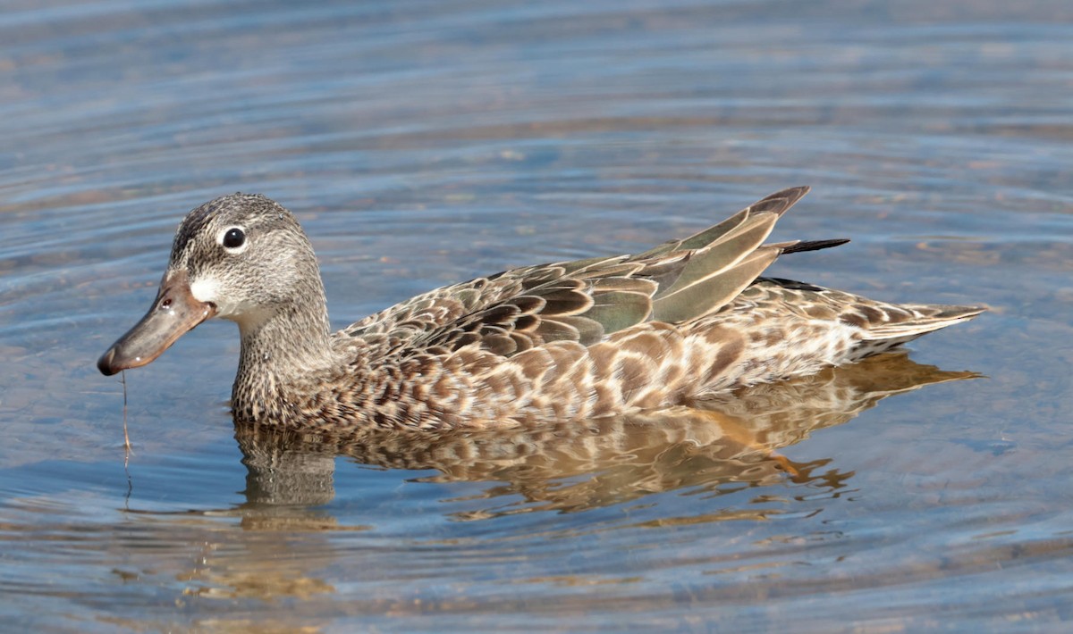 Blue-winged Teal - ML618547331