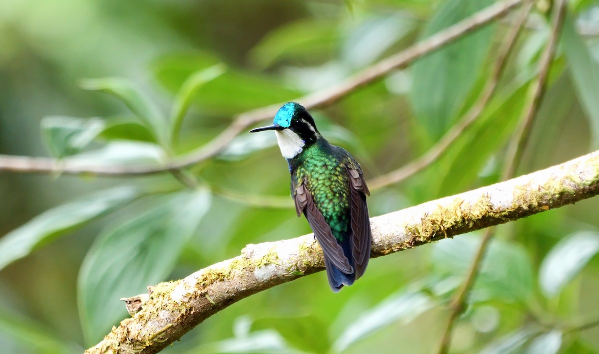 White-throated Mountain-gem (Blue-tailed) - ML618547340