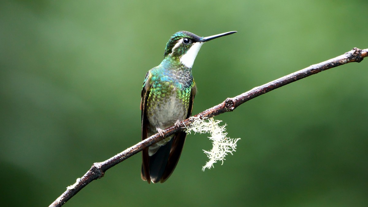 White-throated Mountain-gem (Blue-tailed) - ML618547341