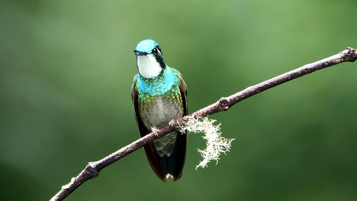 White-throated Mountain-gem (Blue-tailed) - ML618547343