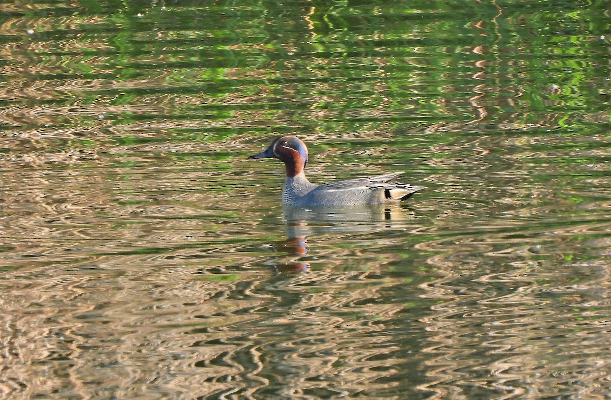Green-winged Teal - ML618547344