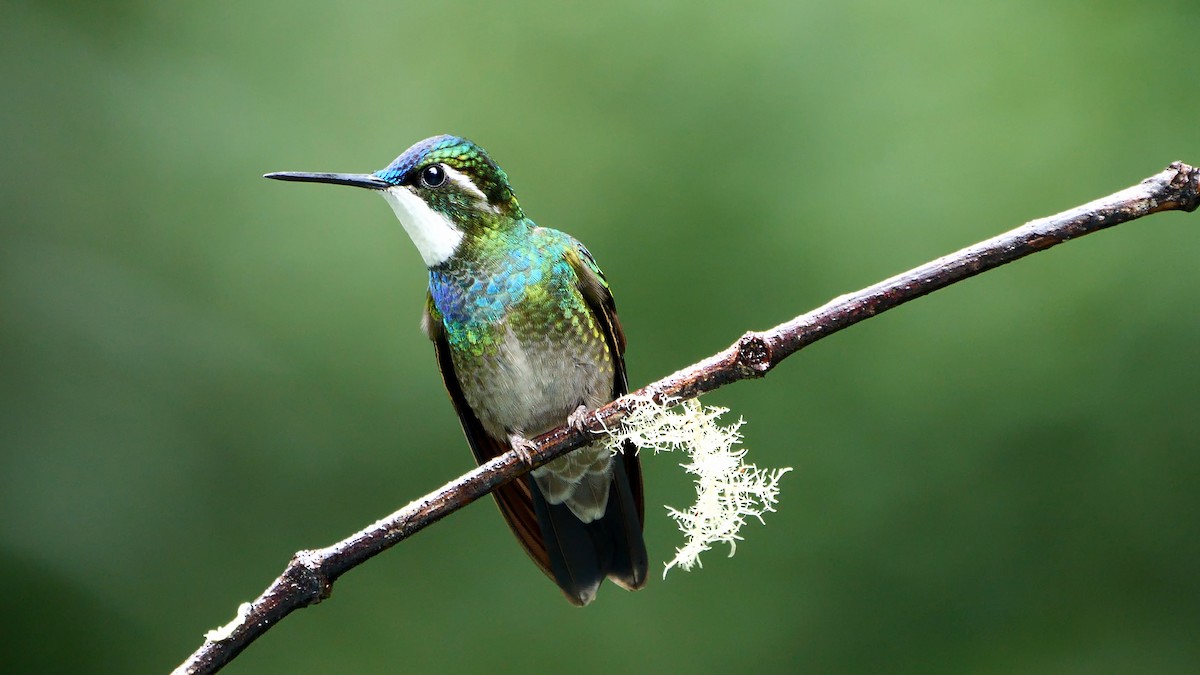 White-throated Mountain-gem (Blue-tailed) - ML618547346