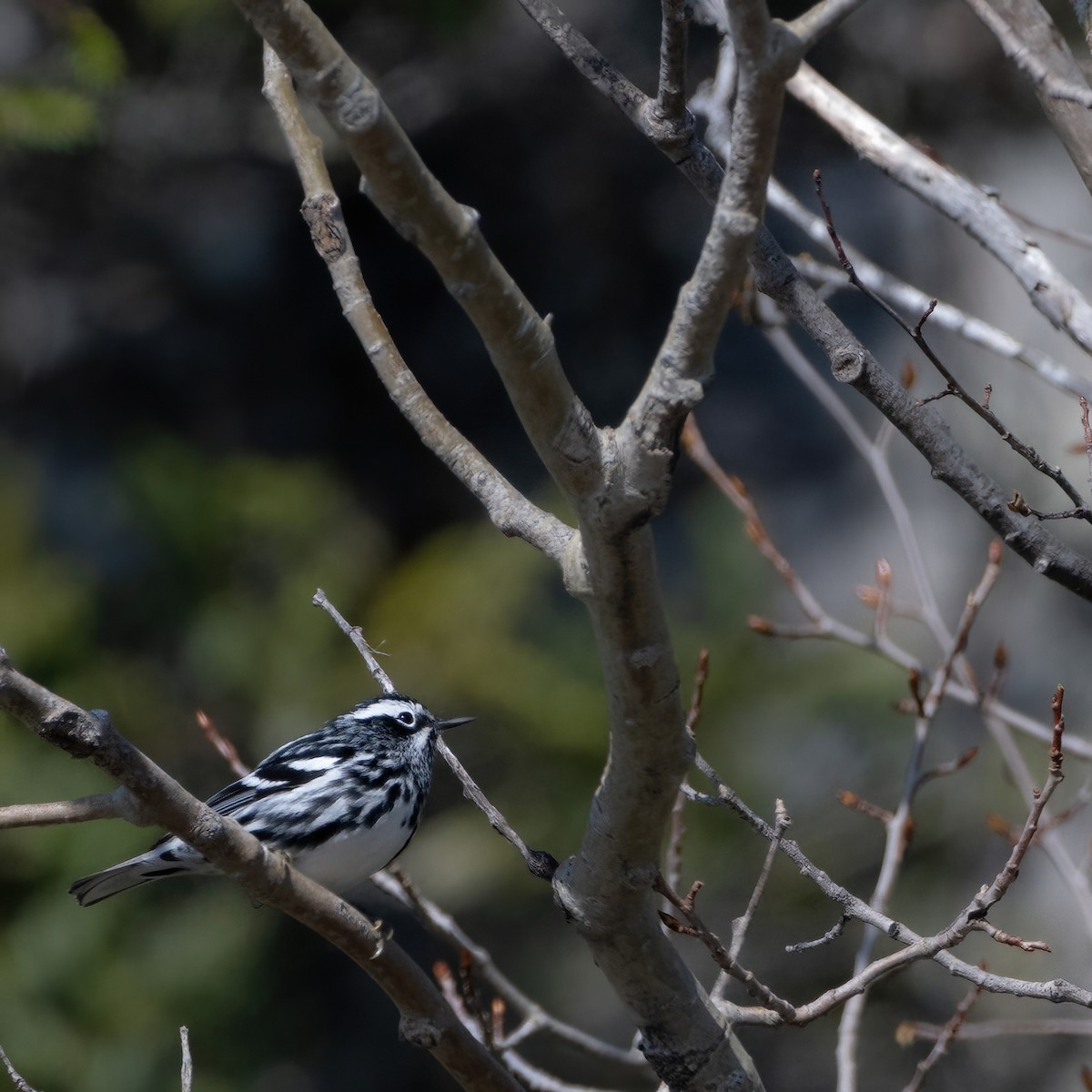 Black-and-white Warbler - ML618547347