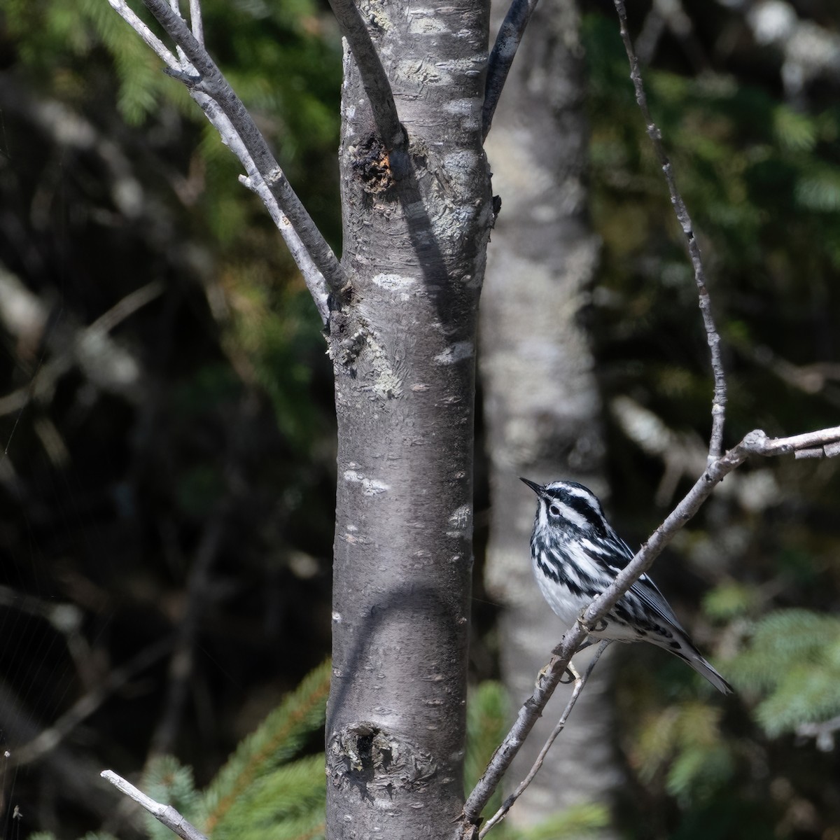Black-and-white Warbler - ML618547348