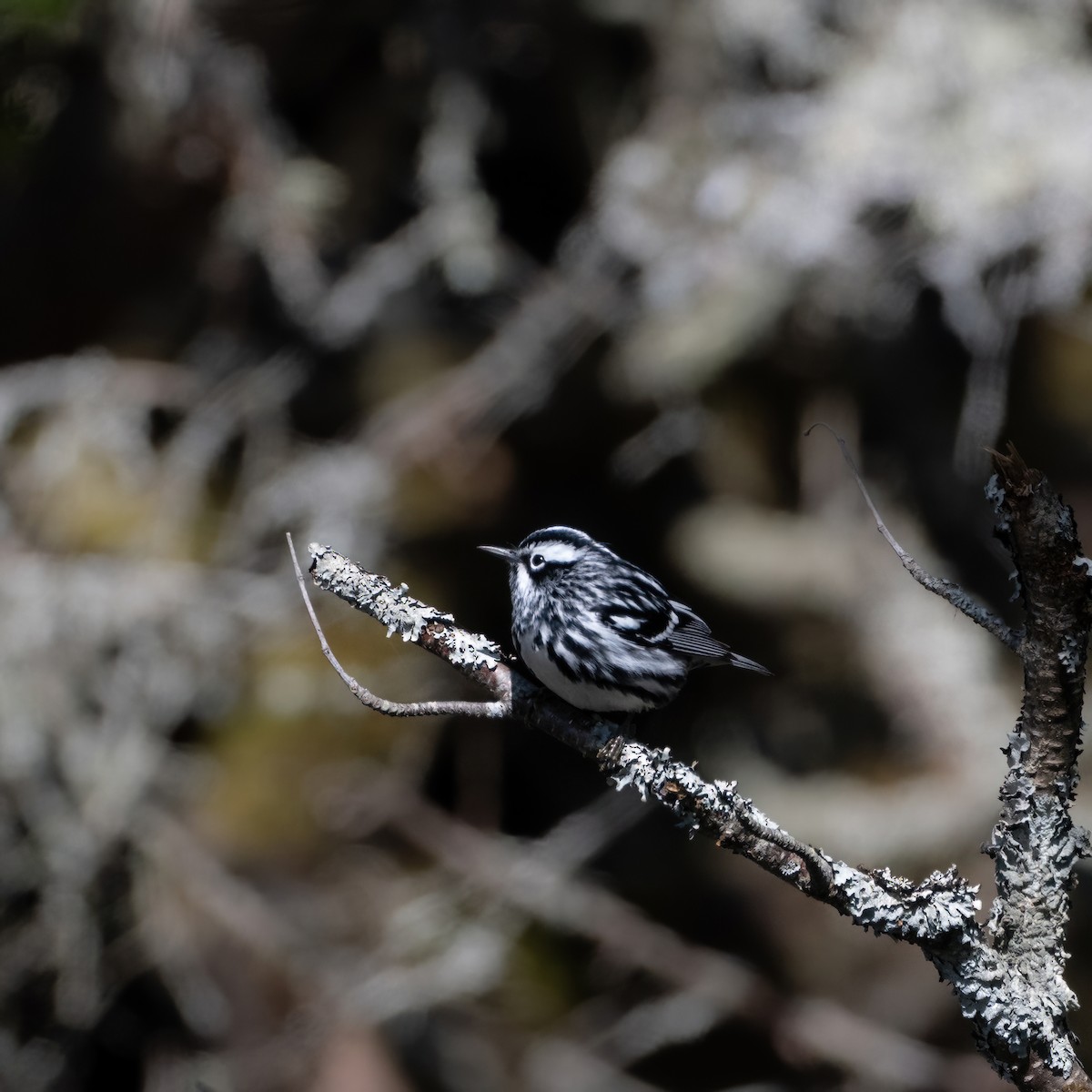 Black-and-white Warbler - ML618547349