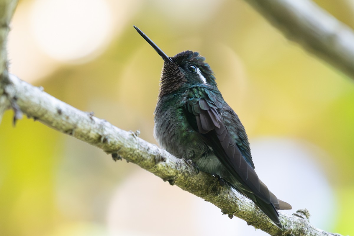 kolibřík fialovohrdlý - ML618547354