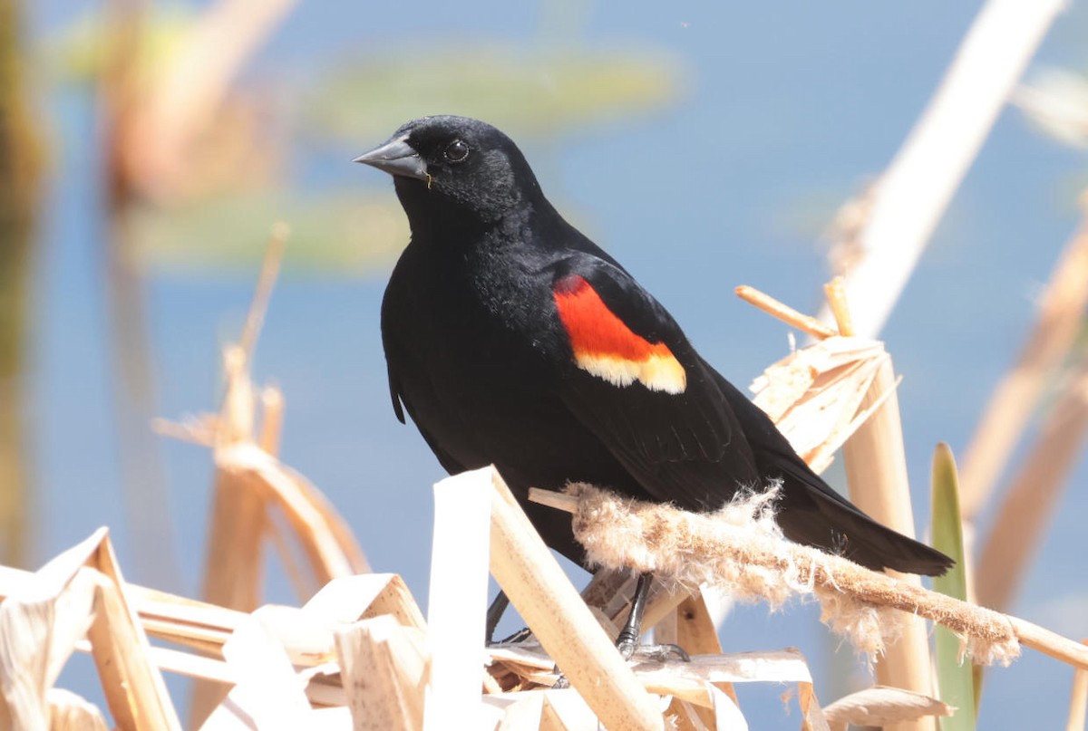 Red-winged Blackbird - Mark Dennis