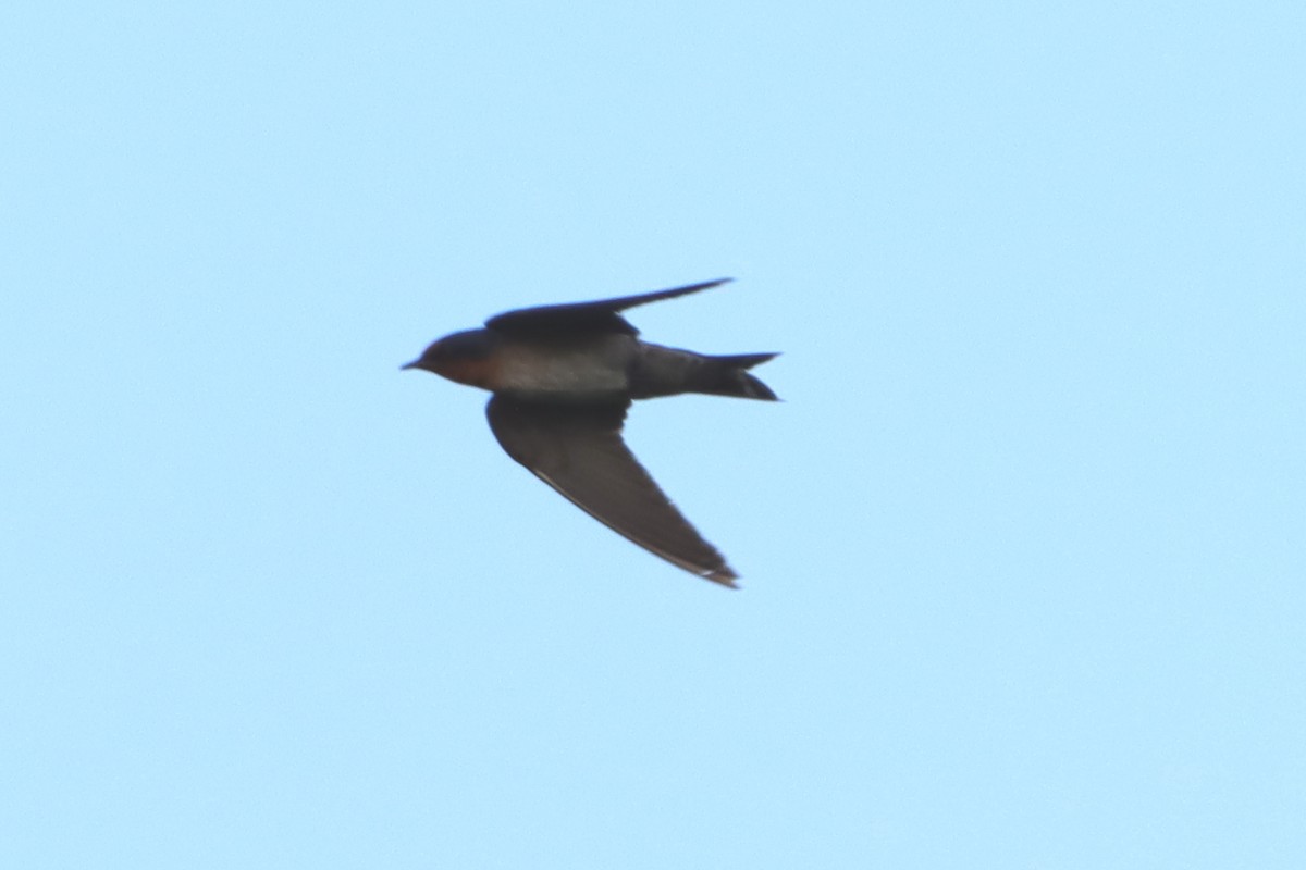 Pacific Swallow - ML618547362