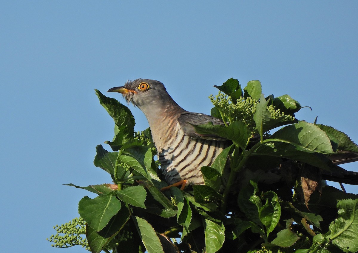 Common Cuckoo - Jaroslav Vaněk
