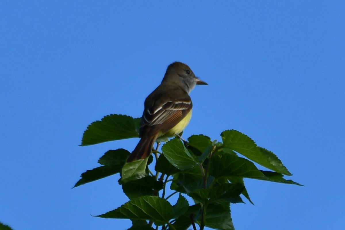 Great Crested Flycatcher - ML618547368