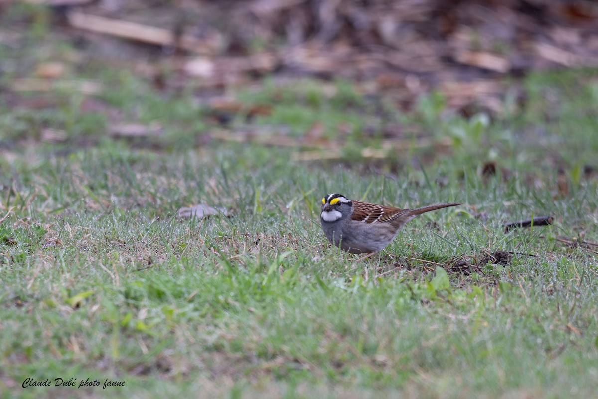White-crowned Sparrow - ML618547374