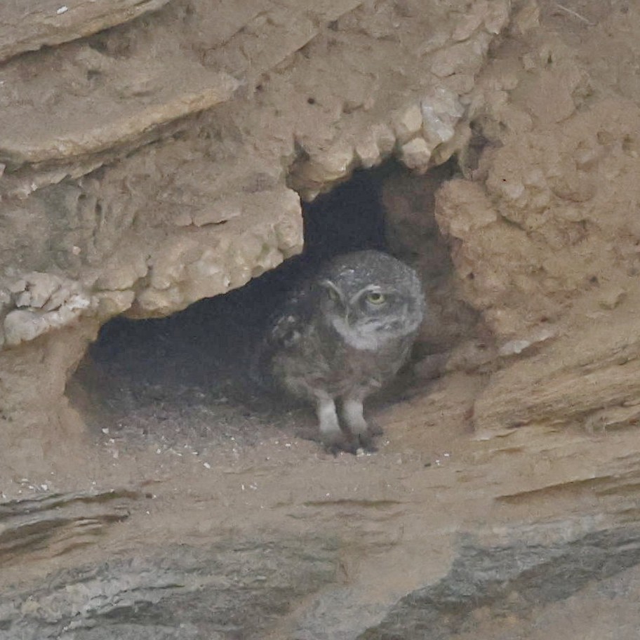 Spotted Owlet - ML618547397