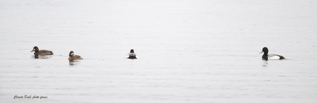Greater/Lesser Scaup - ML618547407