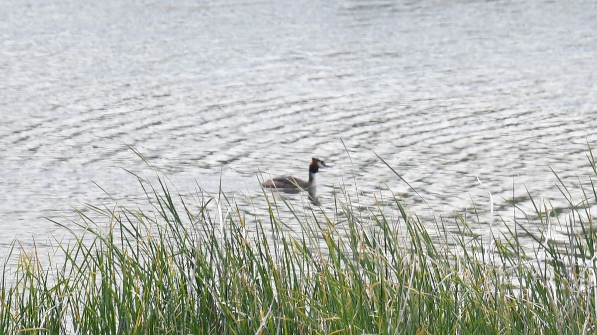 Great Crested Grebe - ML618547439