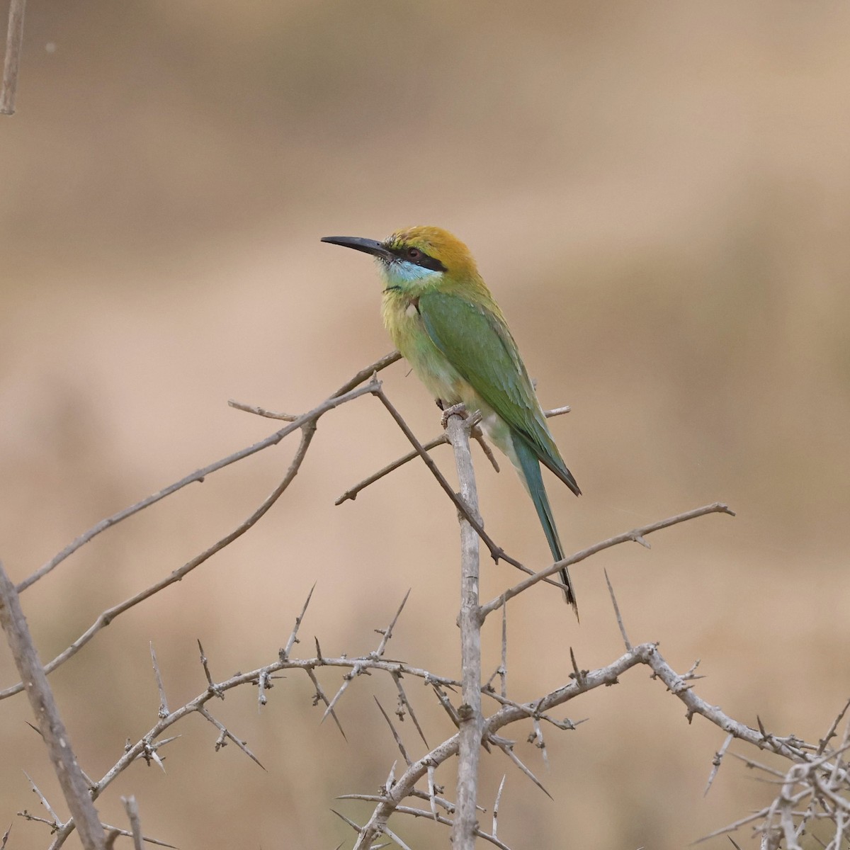 Asian Green Bee-eater - Steve Mannix