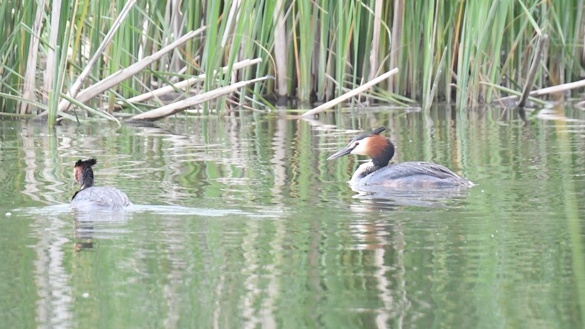 Great Crested Grebe - ML618547441