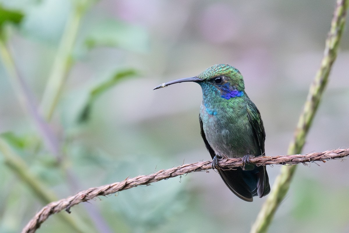 kolibřík modrouchý - ML618547455