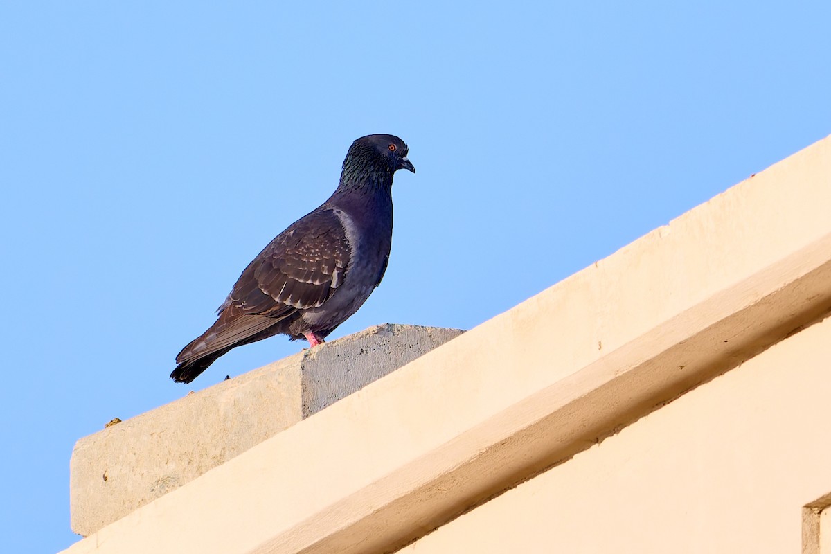 Rock Pigeon (Feral Pigeon) - ML618547495