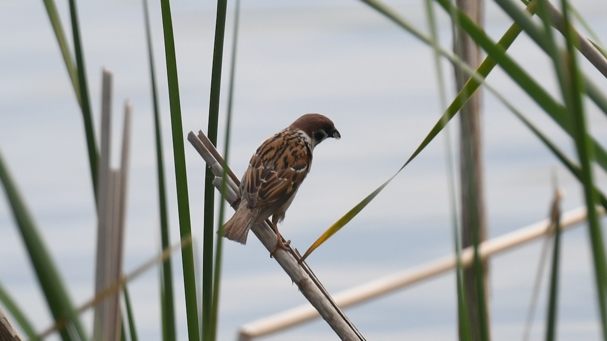 Eurasian Tree Sparrow - ML618547502