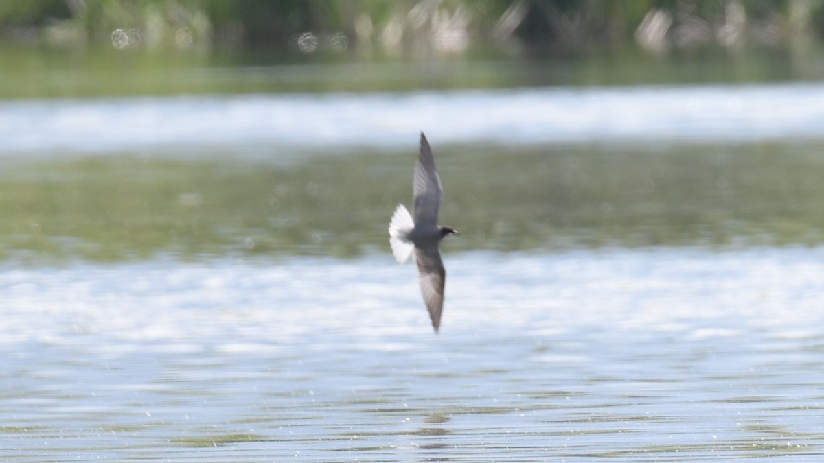 Black Tern (Eurasian) - ML618547513