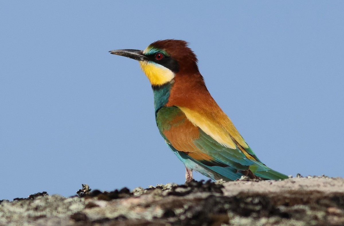 European Bee-eater - ML618547541