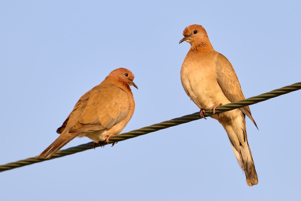 Laughing Dove - ML618547544