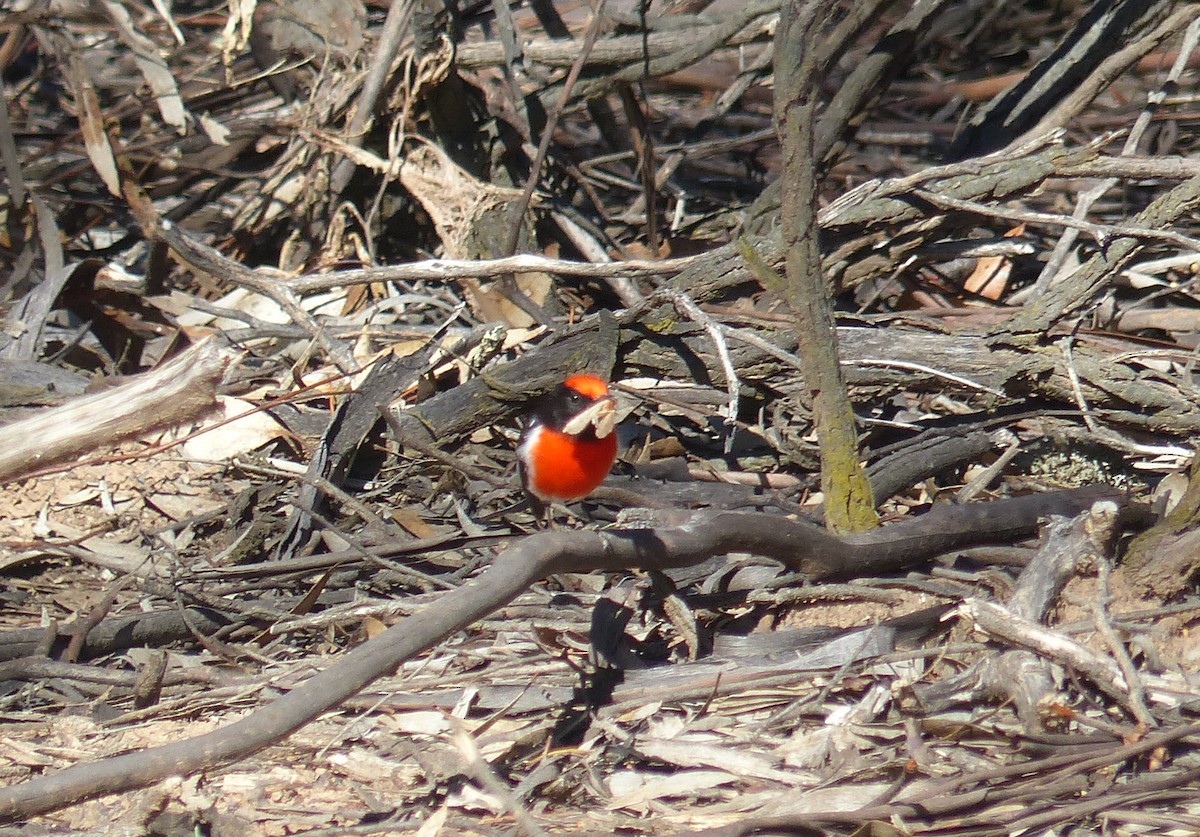 Red-capped Robin - ML618547617