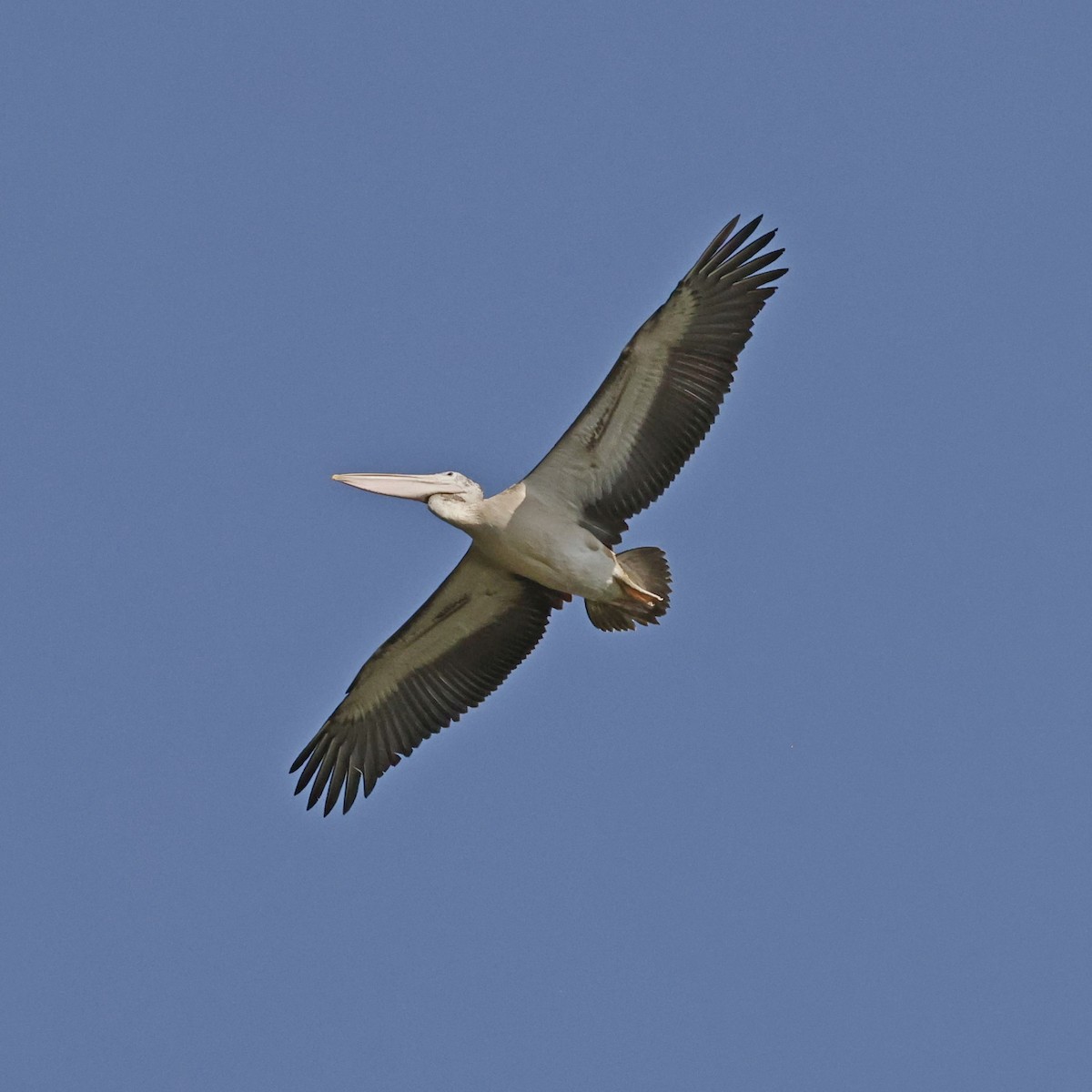 Spot-billed Pelican - ML618547620