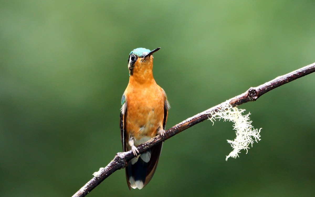 kolibřík pokřovní (ssp. castaneoventris) - ML618547676