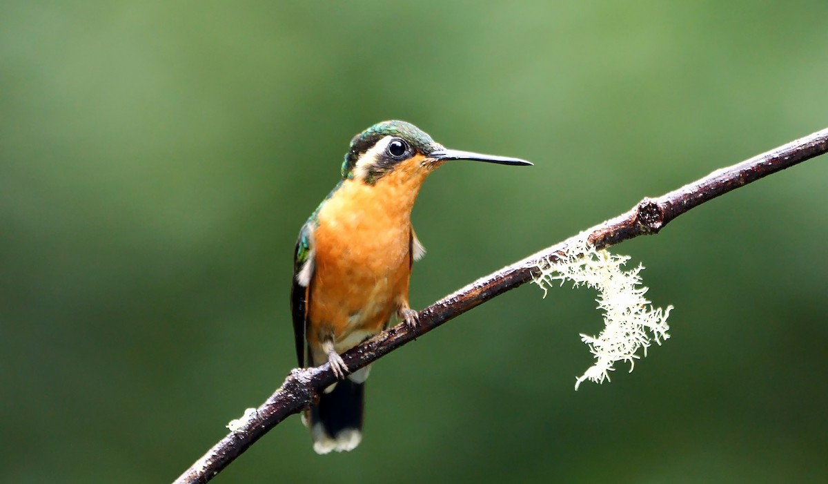 White-throated Mountain-gem (Blue-tailed) - ML618547680