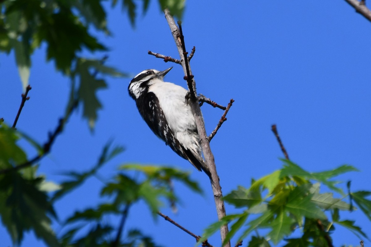 Downy Woodpecker - ML618547687