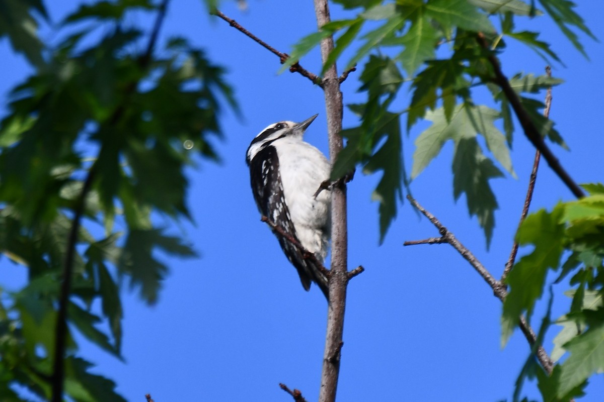Downy Woodpecker - ML618547689