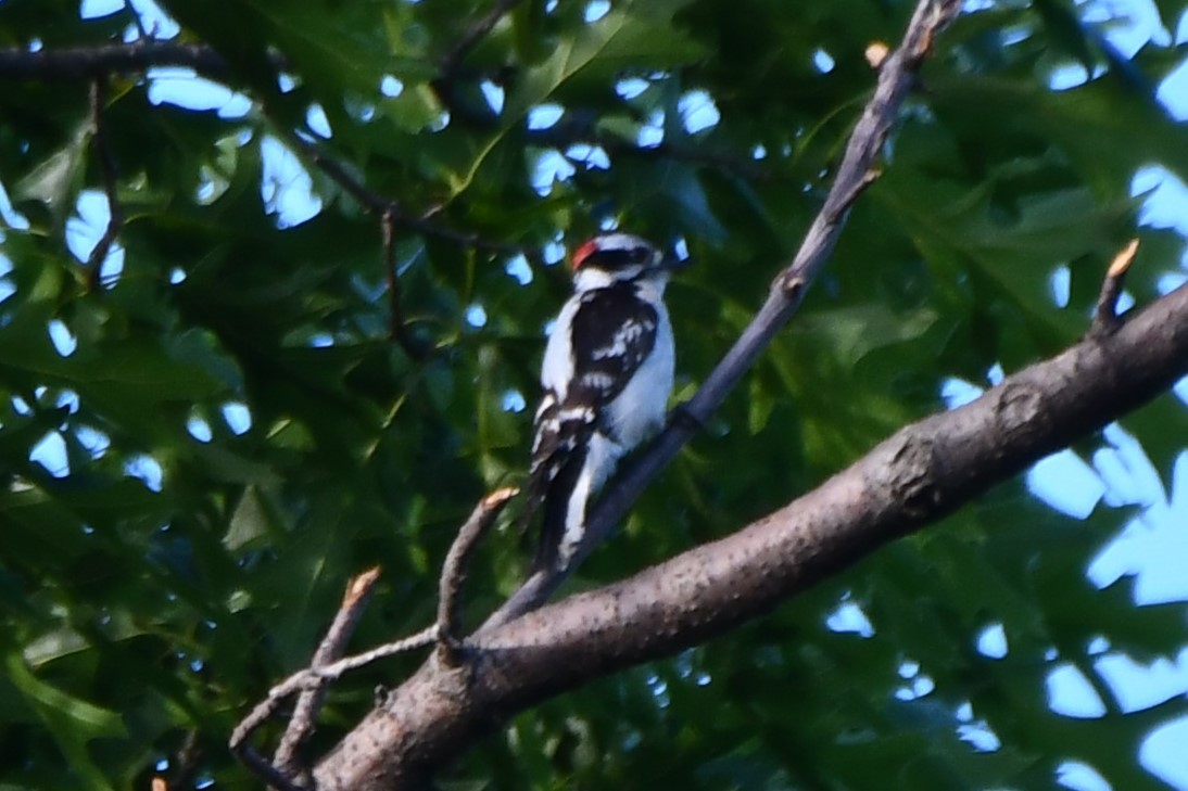 Downy Woodpecker - ML618547691