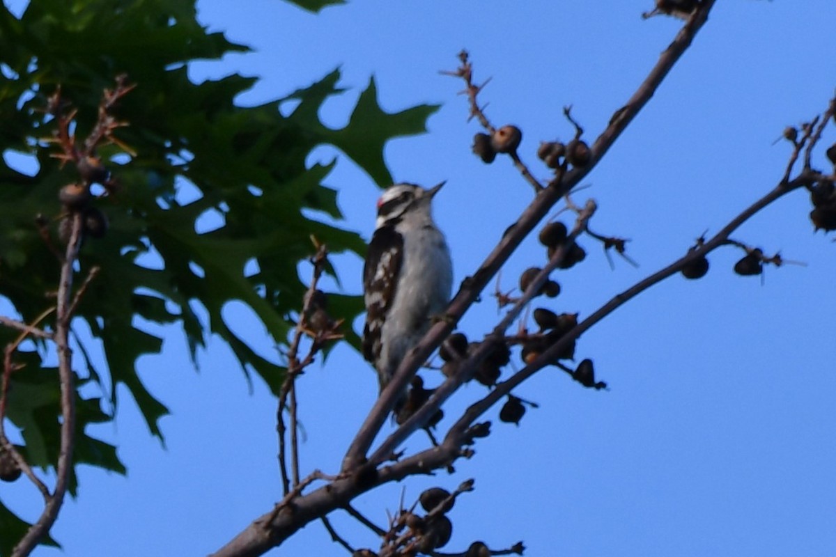 Downy Woodpecker - ML618547693