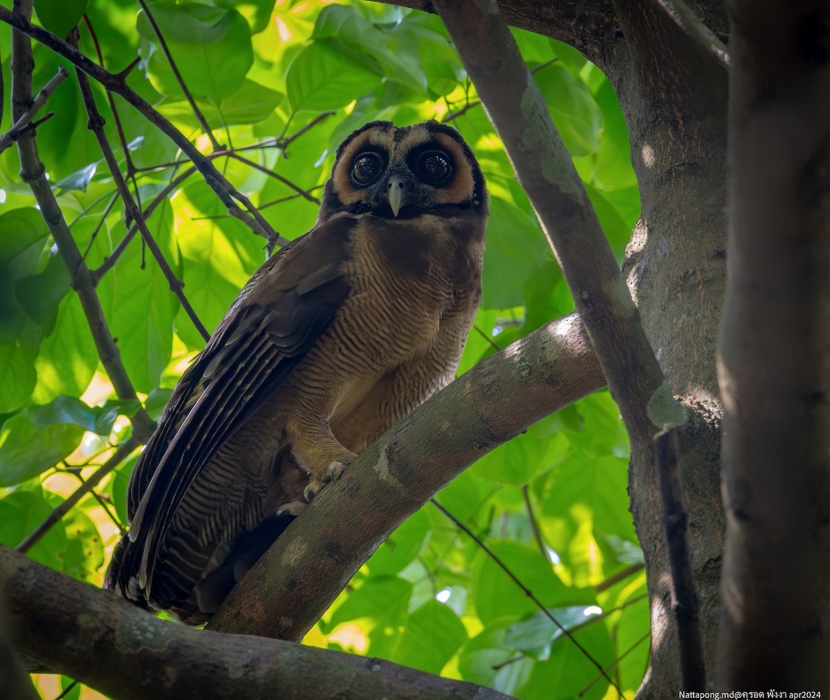 Brown Wood-Owl - ML618547786