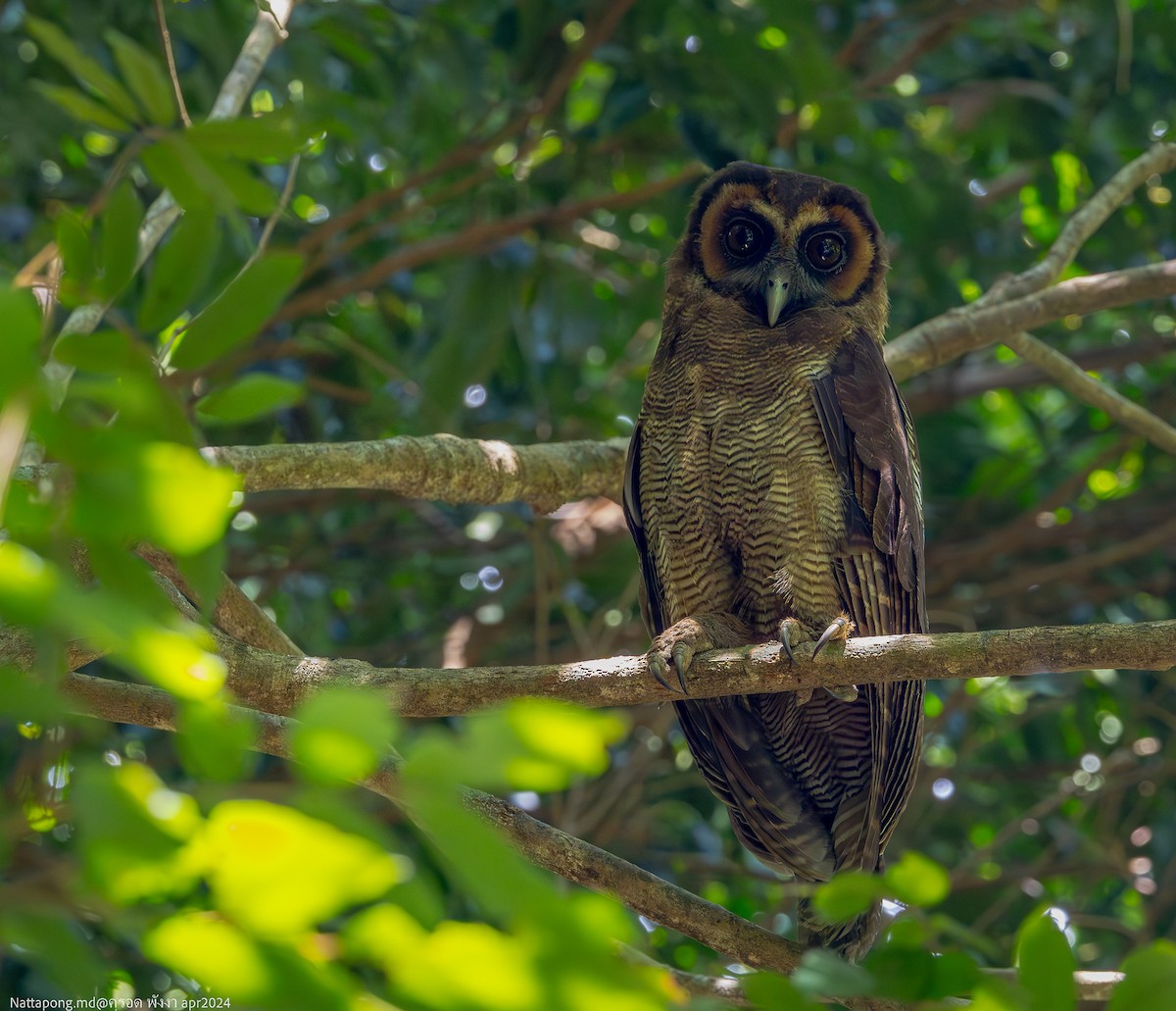Brown Wood-Owl - ML618547787