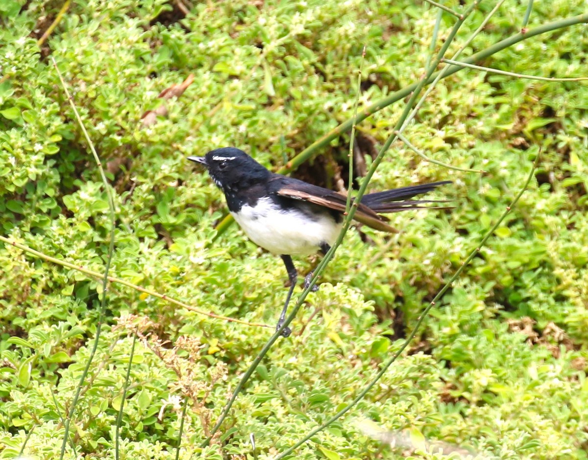 Willie-wagtail - ML618547789